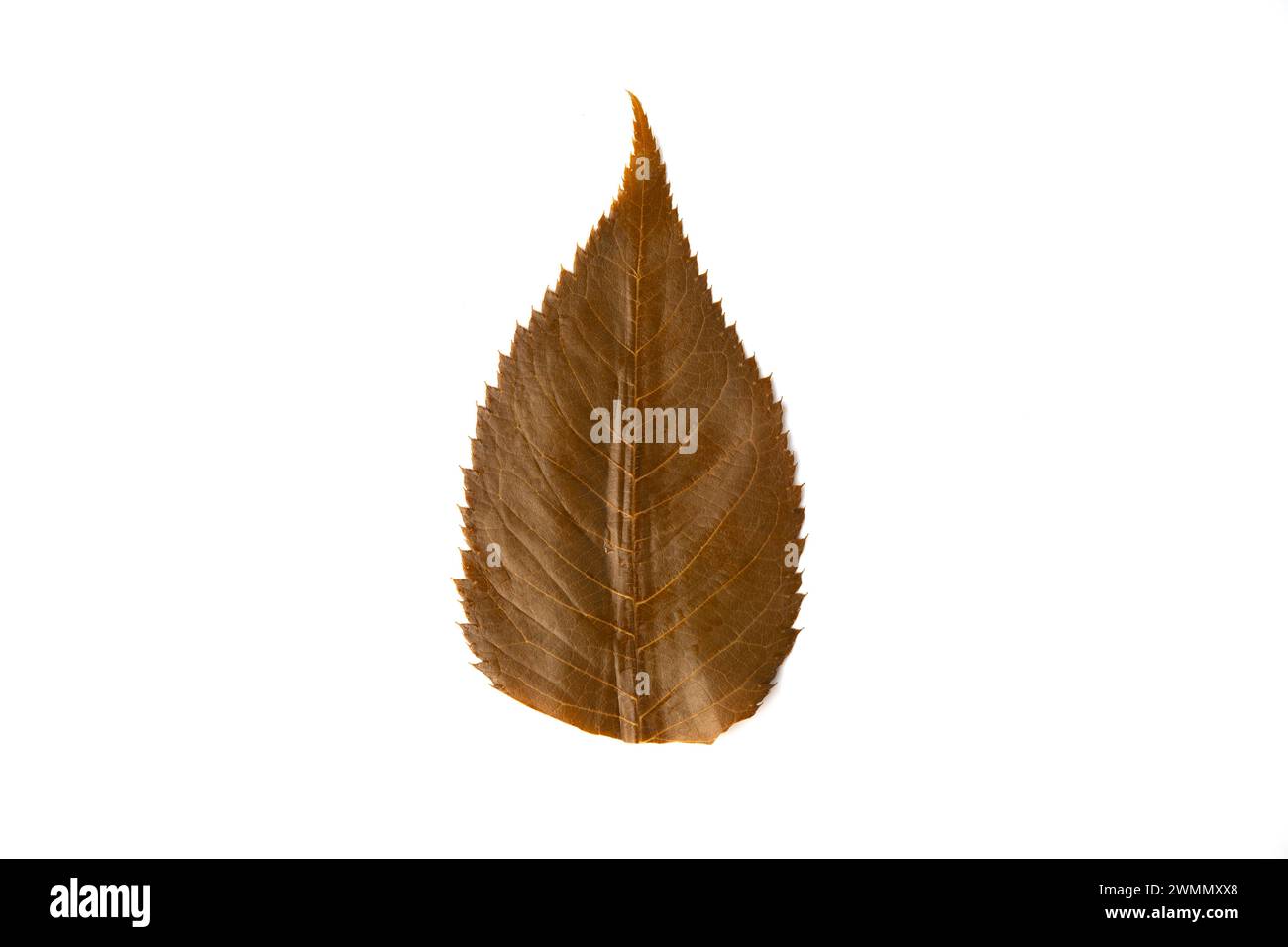 foglia di sakura salata commestibile su sfondo bianco Foto Stock