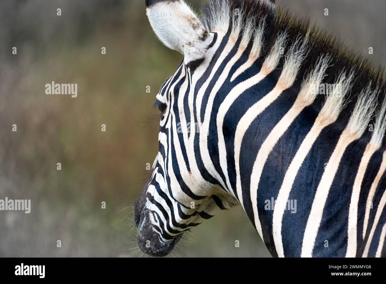 Zebra sull'lookout Foto Stock
