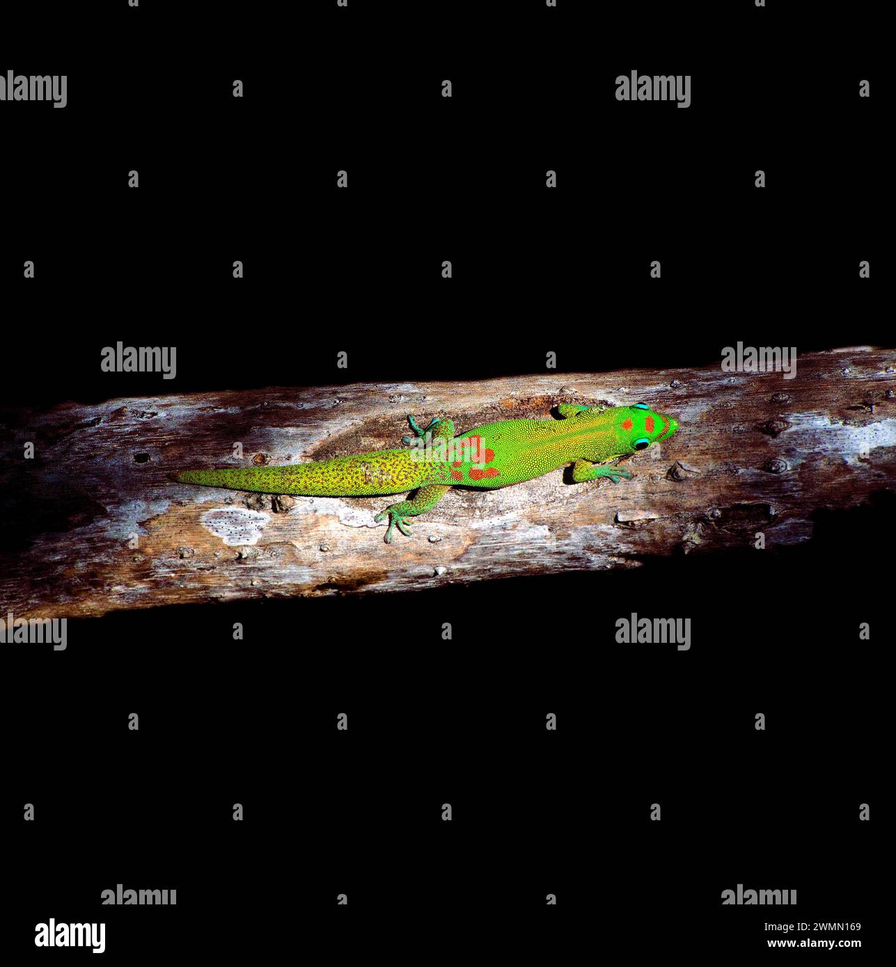 Gold Dust Day Gecko, Hawaii, Stati Uniti Foto Stock