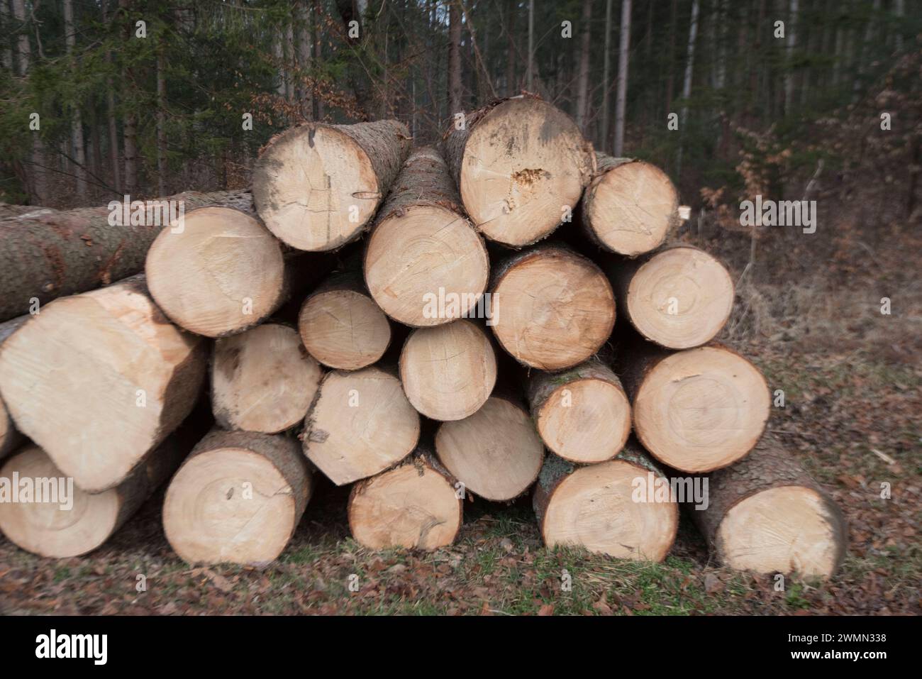 accatastato o accatastato legno, stoccaggio di legno dalla foresta accatastato o accatastato legno Foto Stock