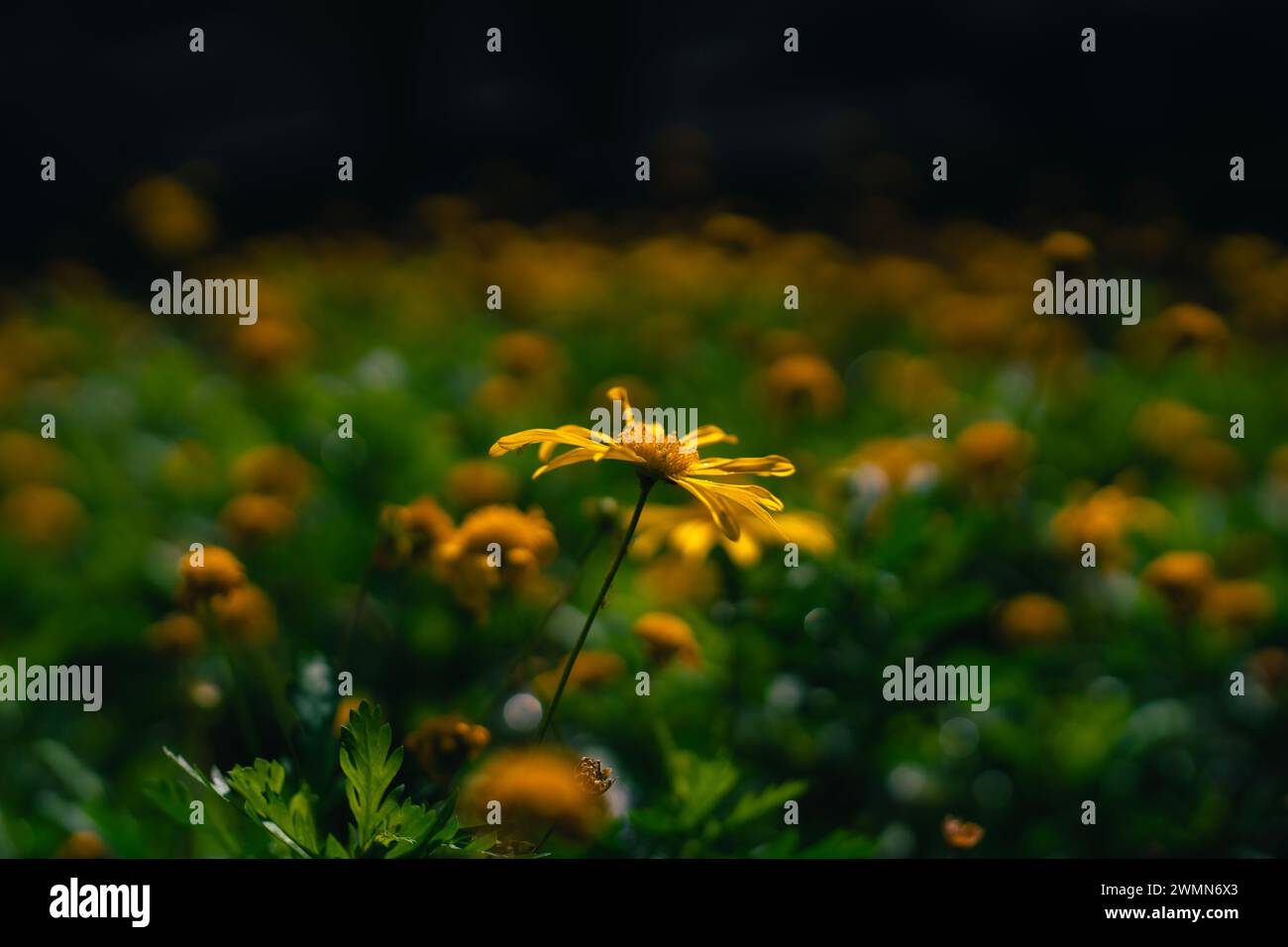 I fiori gialli su sfondo scuro Foto Stock