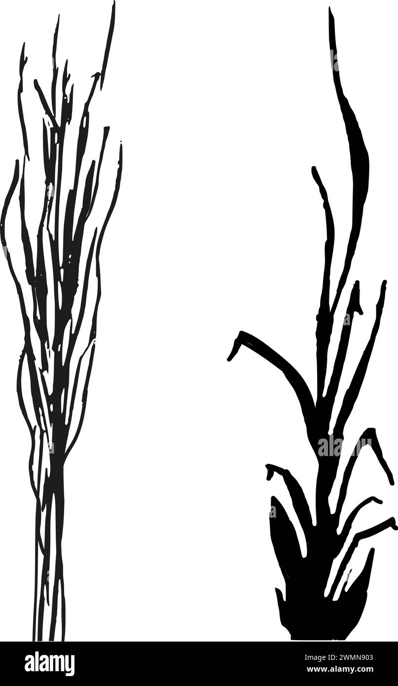 Sagoma grafica in erba nera.immagine di una canna monocromatica, erba o bulrush su sfondo bianco.disegno vettoriale isolato. Illustrazione Vettoriale