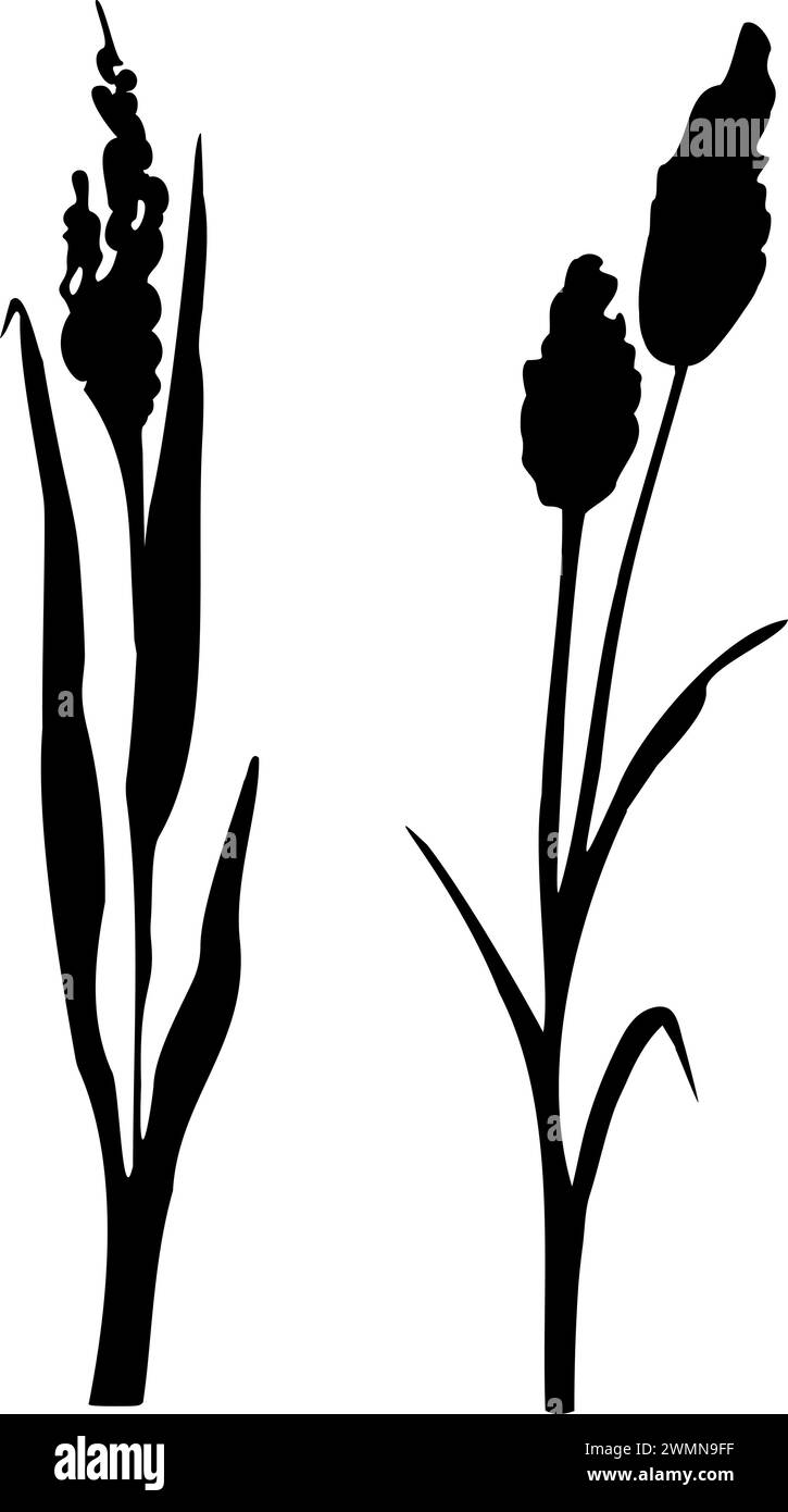 Sagoma grafica in erba nera.immagine di una canna monocromatica, erba o bulrush su sfondo bianco.disegno vettoriale isolato. Illustrazione Vettoriale