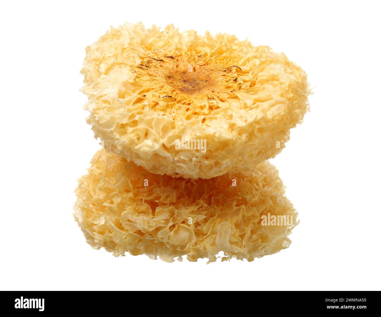 Tremella fuciformis su sfondo bianco Foto Stock