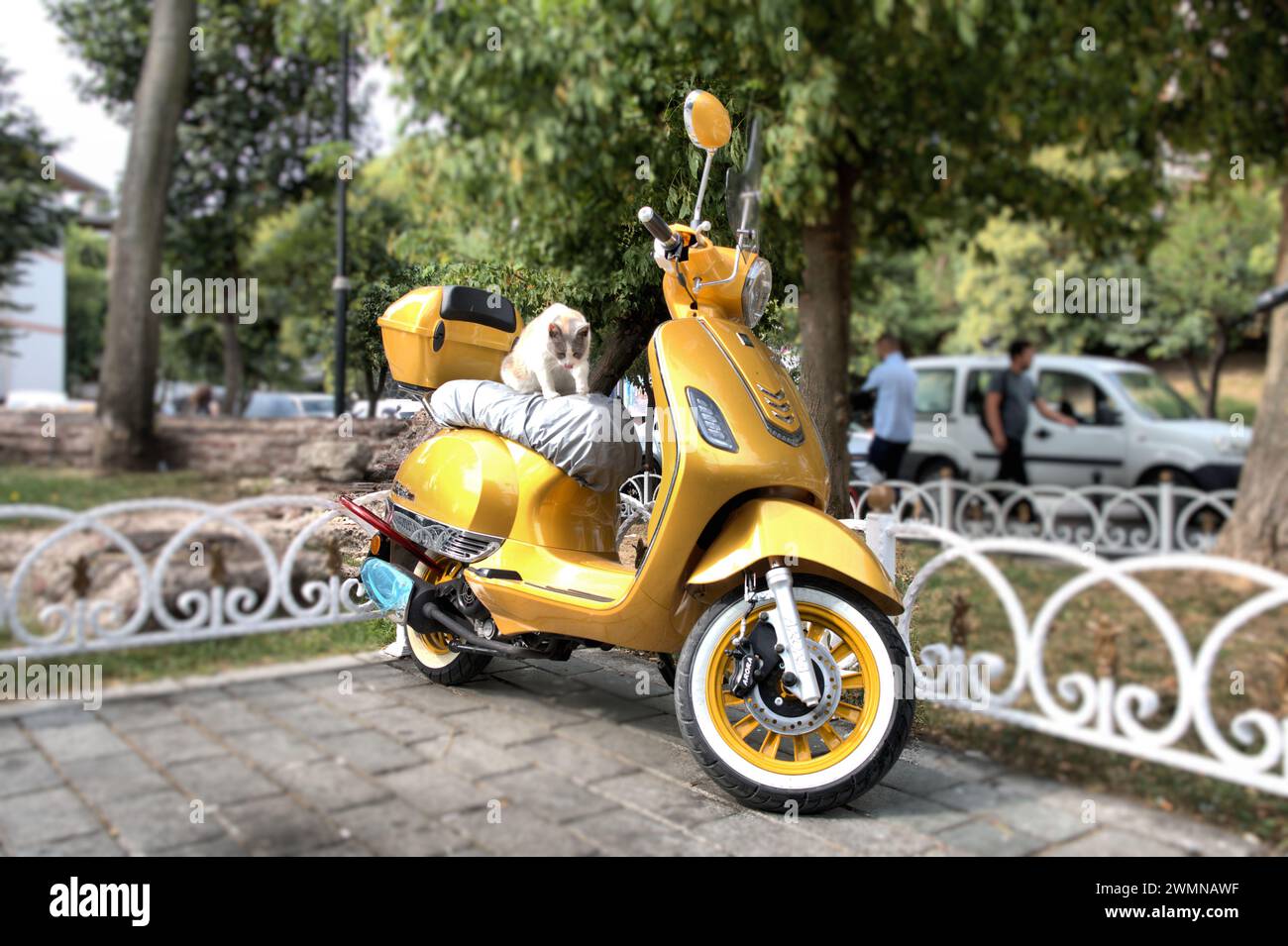 Istanbul, Turchia, giorno di sole, moto gialla, scooter, gatto da strada rilassato Foto Stock