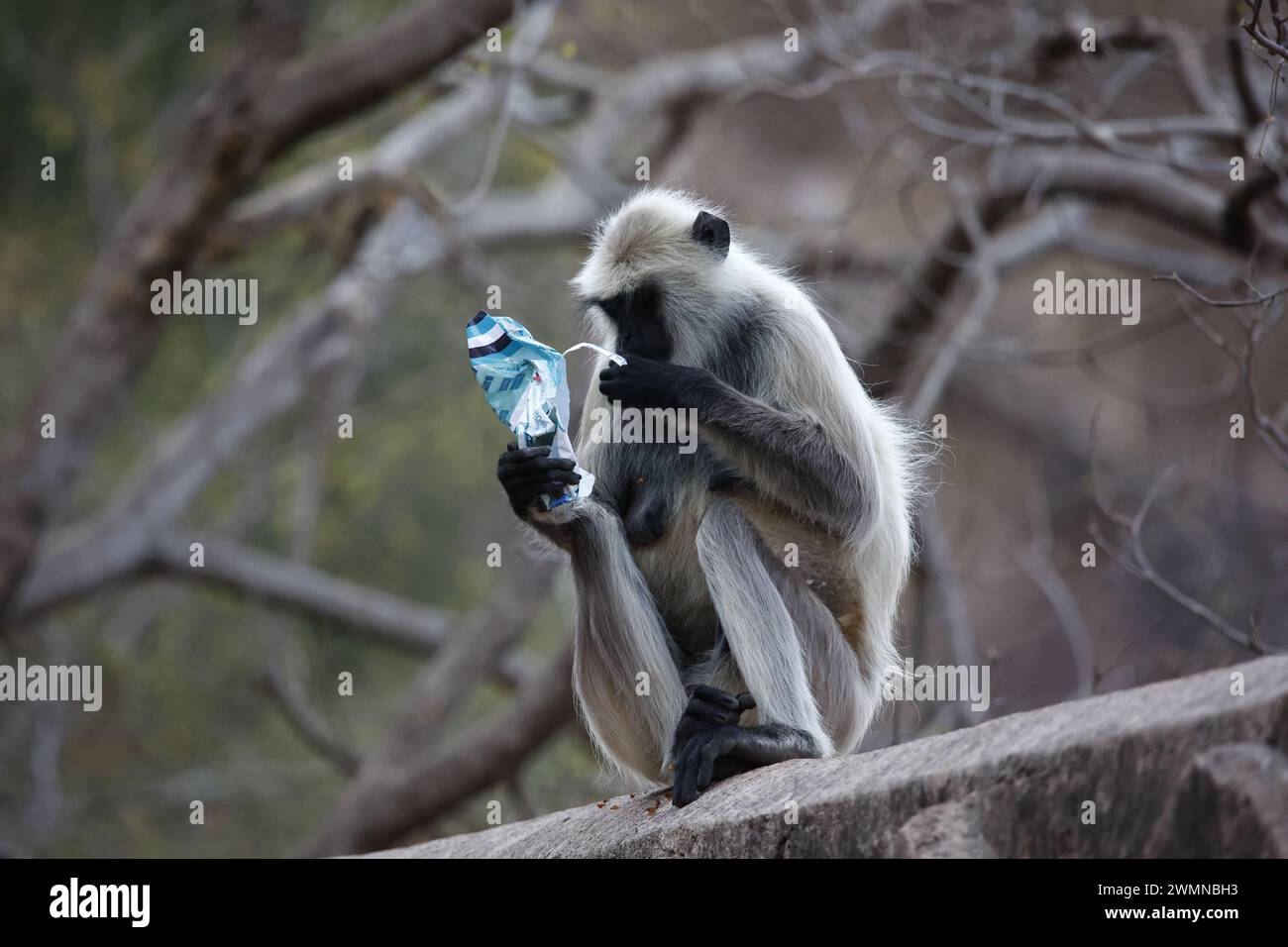 Scimmie di langur al forte di Ranthambore in India Foto Stock