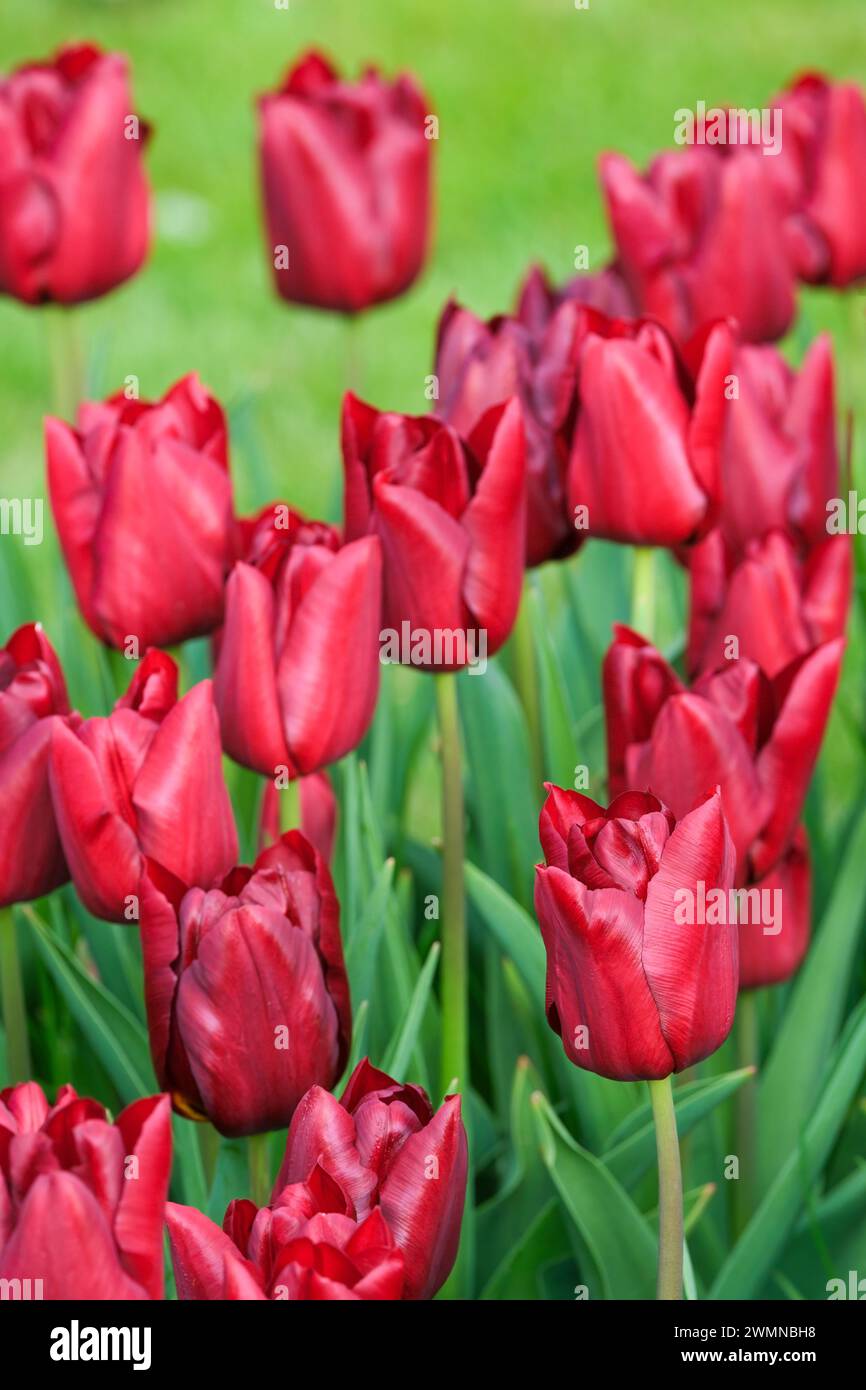 Tulipa Mascara, Tulip mascara, tulipano scuro, toni di rosso più profondo, tulipano trionfo Foto Stock