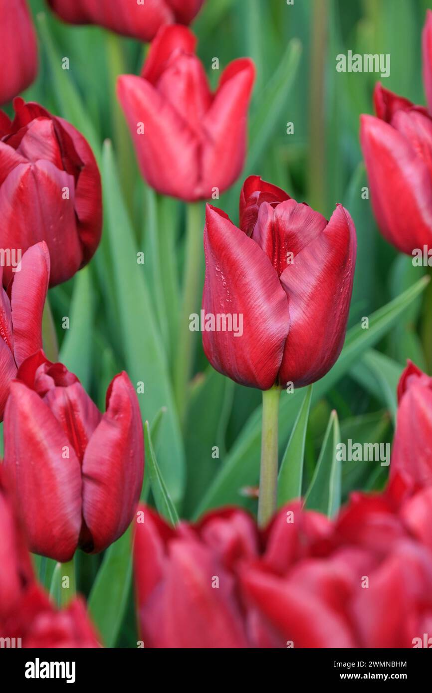Tulipa Mascara, Tulip mascara, tulipano scuro, toni di rosso più profondo, tulipano trionfo Foto Stock