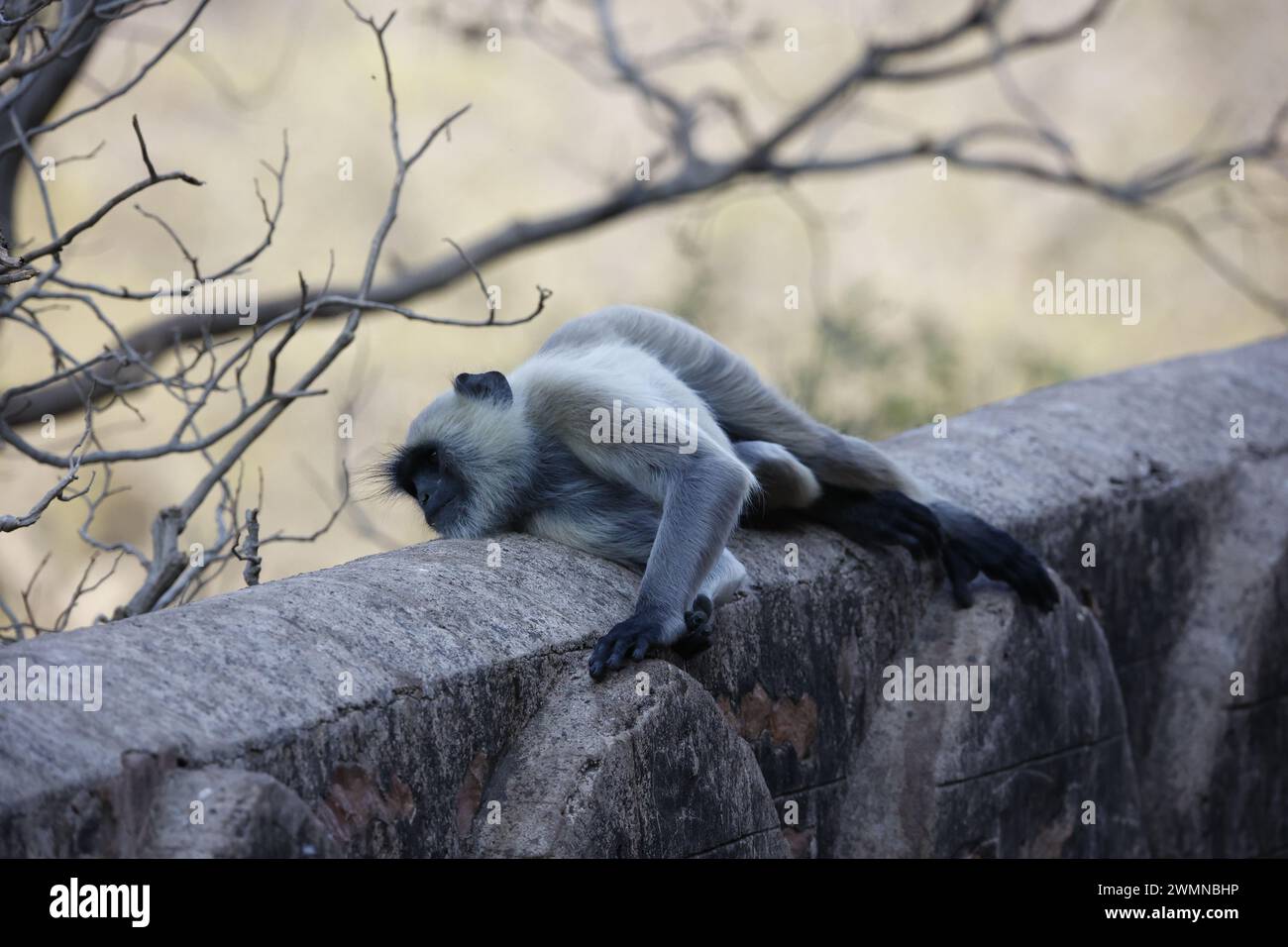 Scimmie di langur al forte di Ranthambore in India Foto Stock
