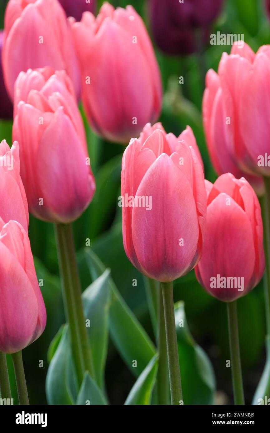 Tulipa Maskovri, foglie grigio-verdi, segni viola, fiori rosa singoli, petali esterni sfumati viola, base gialla pallida Foto Stock