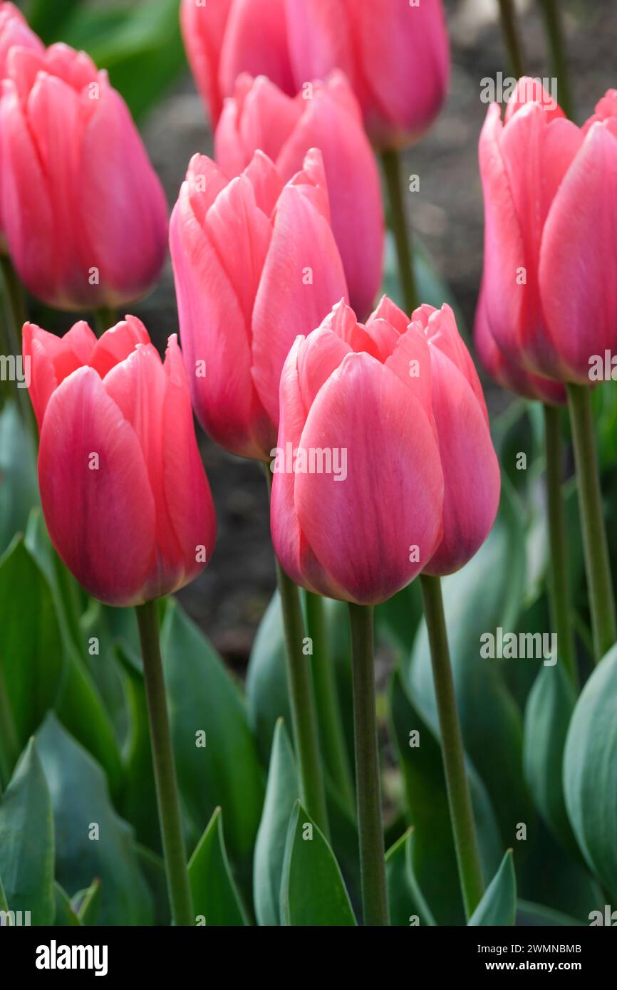 Tulipa Maskovri, foglie grigio-verdi, segni viola, fiori rosa singoli, petali esterni sfumati viola, base gialla pallida Foto Stock