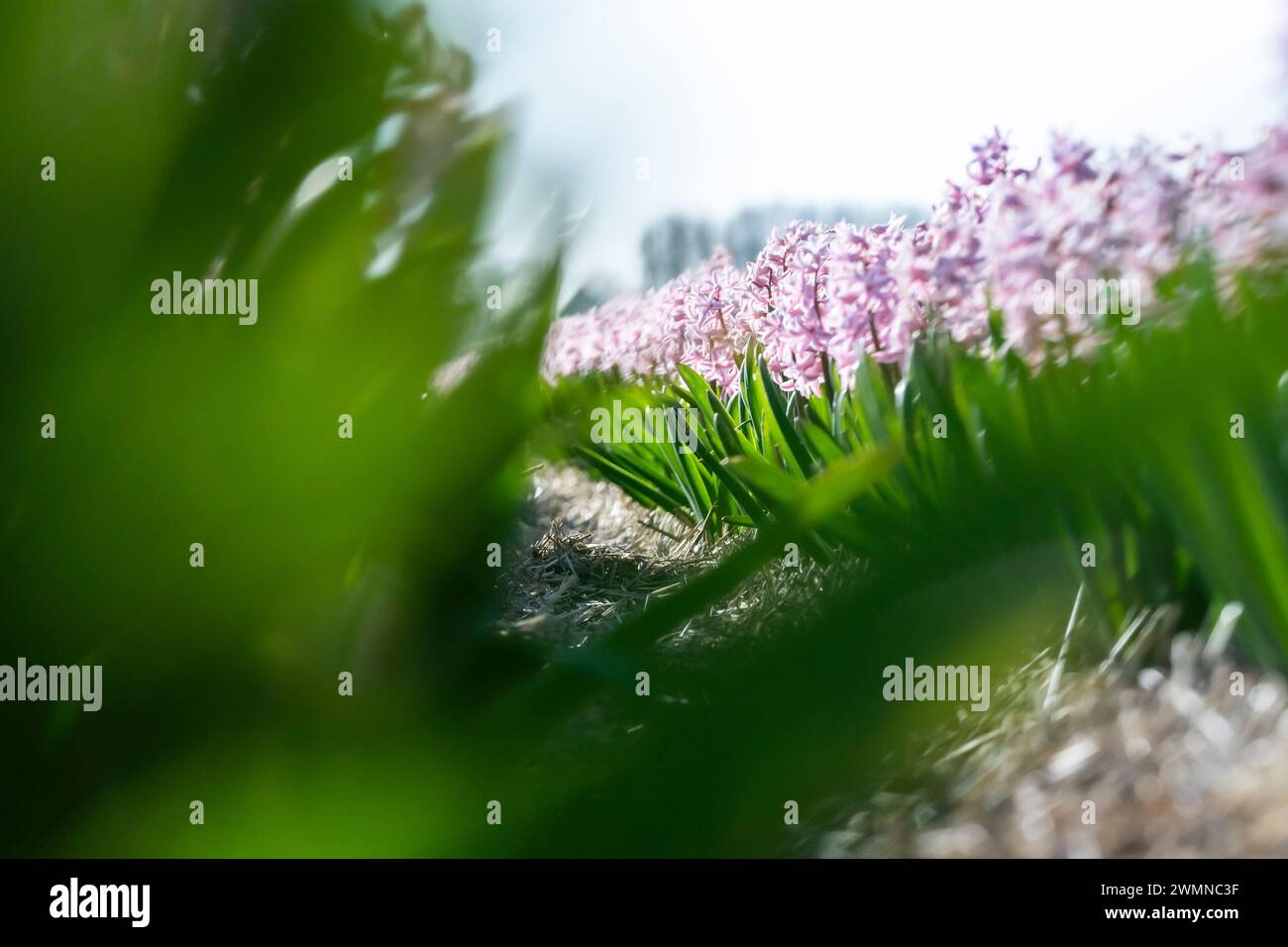 Campo di Giacinto durante il giorno, nella regione dei bulbi di fiori, Olanda meridionale, Paesi Bassi, macro Foto Stock