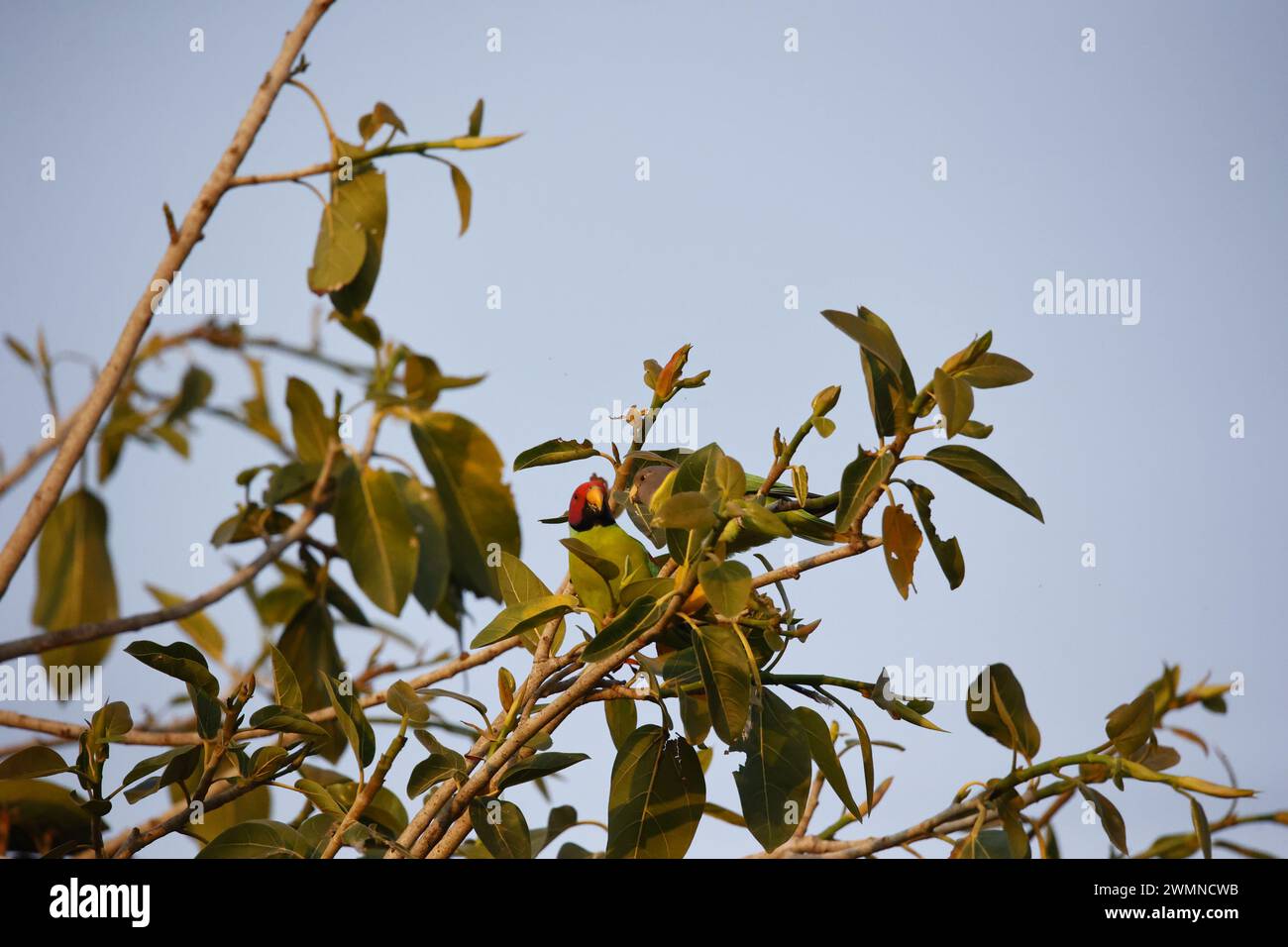 Un paio di parrocchetti con testa di prugna in un albero Foto Stock