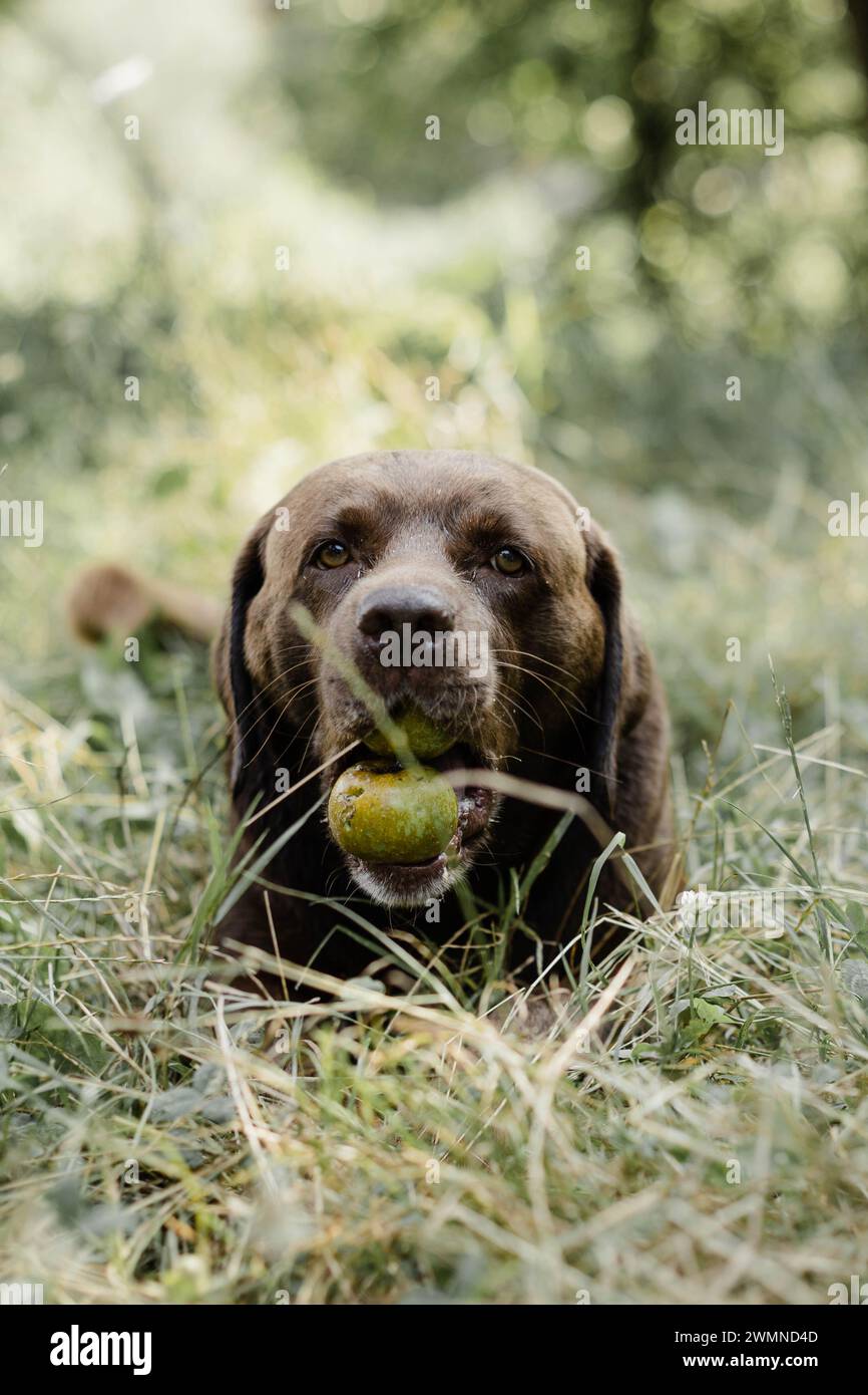 Labrador retriever dog che gioca Foto Stock