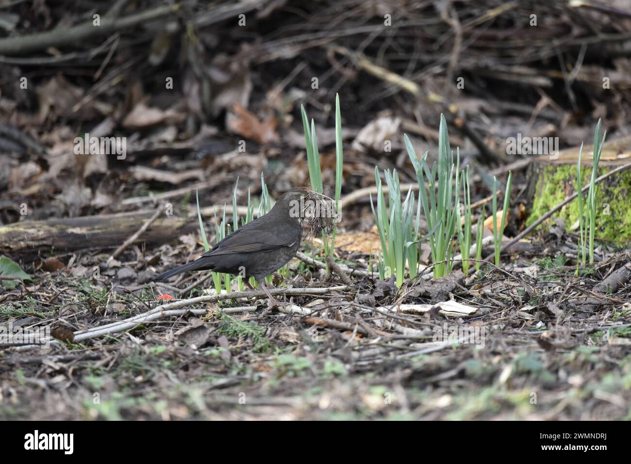 Femmina Common Blackbird (Turdus merula) in piedi sul pavimento Woodland a destra, a sinistra dell'immagine, con becco pieno di materiale annidabile, scattato nel Regno Unito Foto Stock
