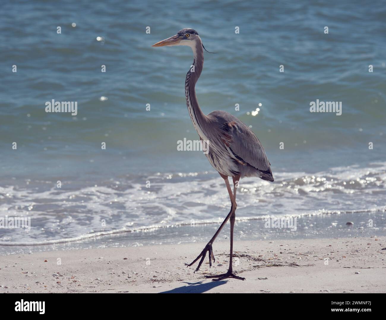 Il Blue Heron è un ottimo posto dove passeggiare sulla spiaggia della florida Foto Stock