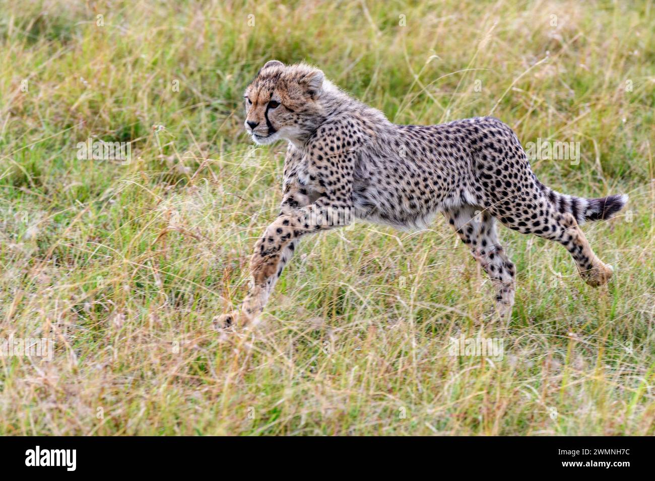 Un cucciolo di cheeta di circa sei mesi che corre a Maasai Mara, Kenya. Foto Stock