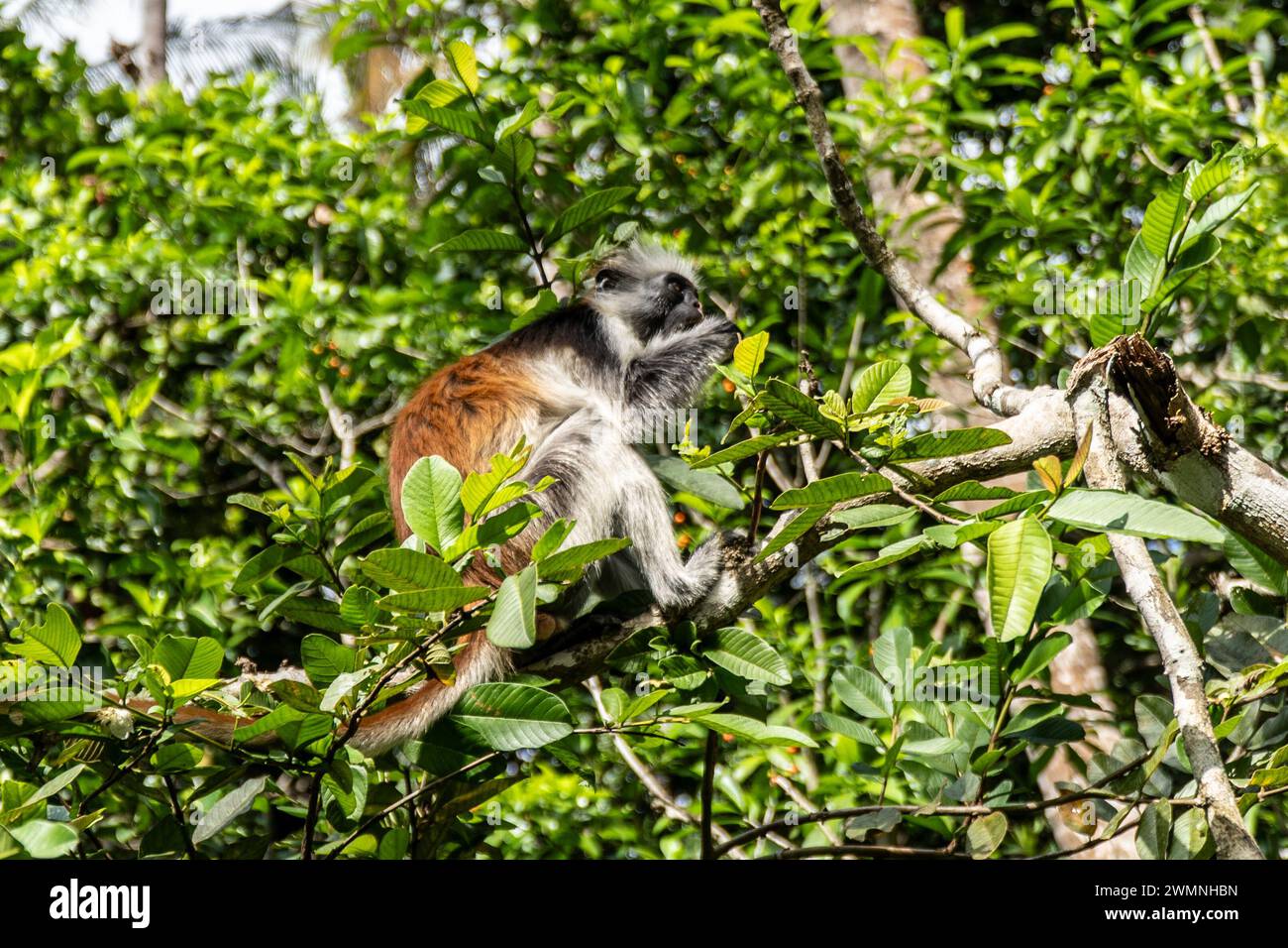 Zanzibar Red Colobus (Piliocolobus kirkii), noto anche come Kirk's Red Colobus, è endemica di Unguja, l'isola principale dell'arcipelago di Zanzibar. T Foto Stock