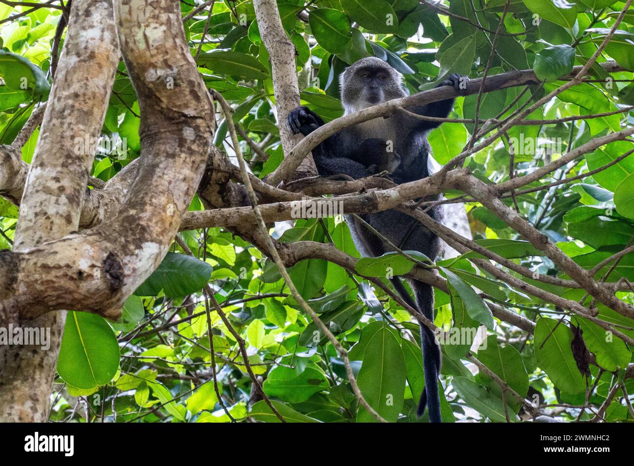 Zanzibar Sykes di scimmia (Cercopithecus albogularis albogularis) è una scimmia del Vecchio Mondo che è endemica di Zanzibar. Ci sono 12 sottospecie di Sykes Foto Stock