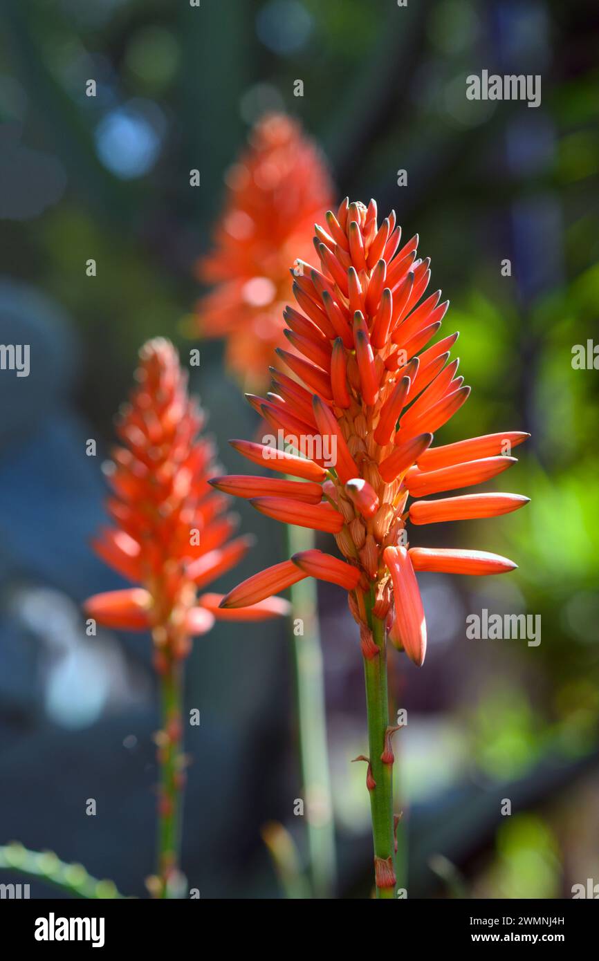 Fiori rossi fiammeggianti di una pianta di aloe arborescens fotografata in un giardino urbano di cactus a Tel Aviv Foto Stock
