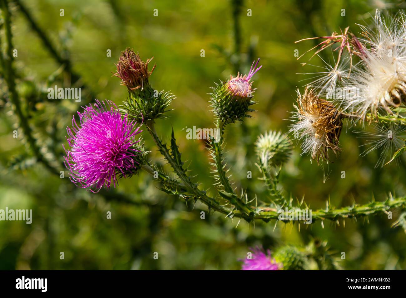 Il Carduus acanthoides cresce in natura in estate. Foto Stock