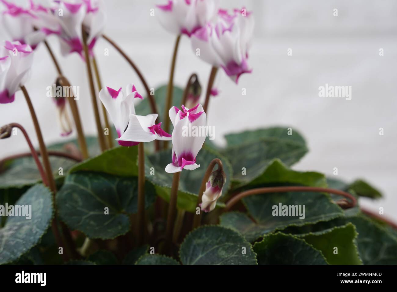 Fiori di ciclamino primaverile, ciclamino persico, ciclamino hederifolium fiorente in vaso, Giappone Foto Stock