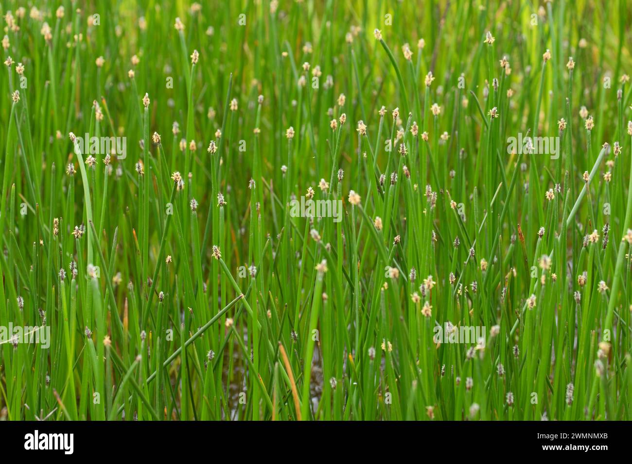 Il giunco, William Finley National Wildlife Refuge, Oregon Foto Stock