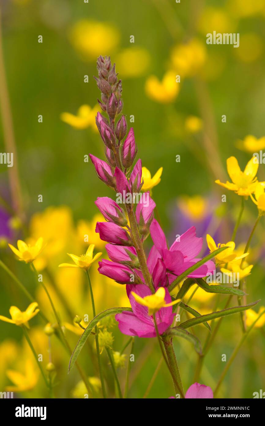 Malva, William Finley National Wildlife Refuge, Oregon Foto Stock