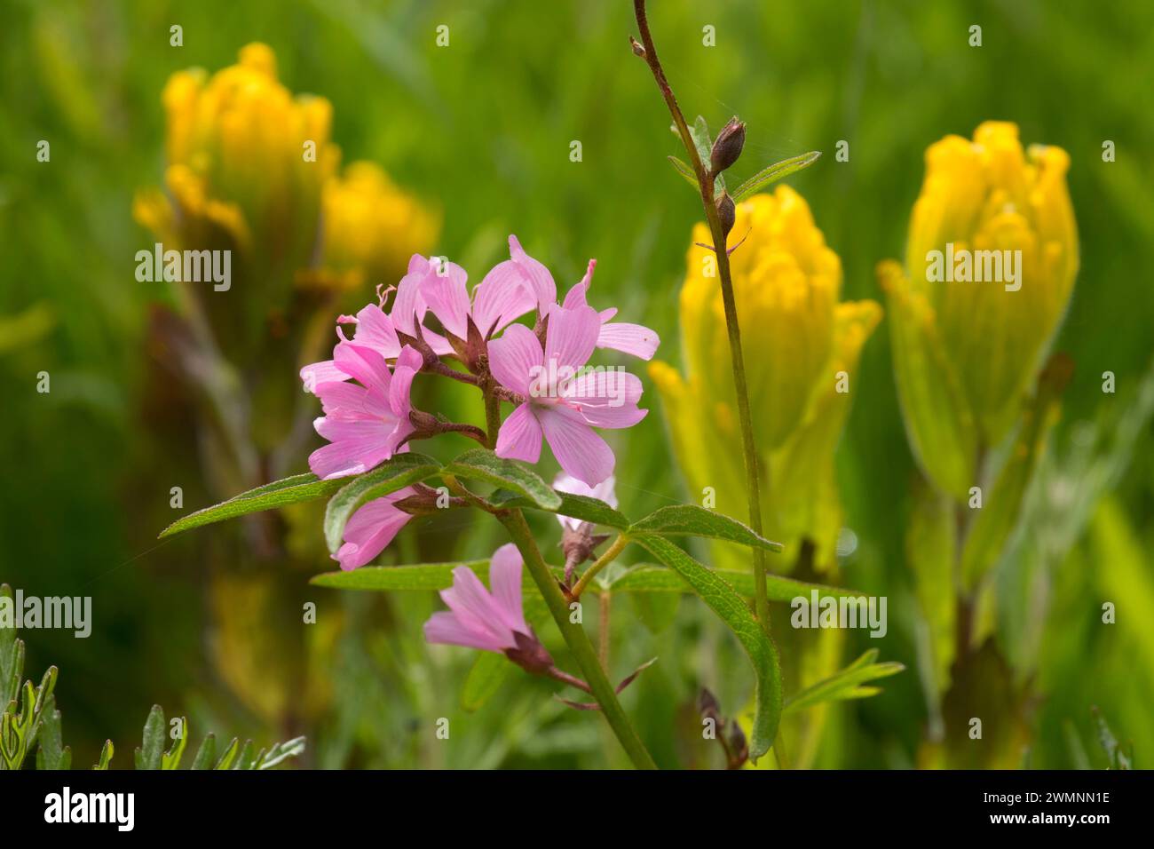 Malva, William Finley National Wildlife Refuge, Oregon Foto Stock
