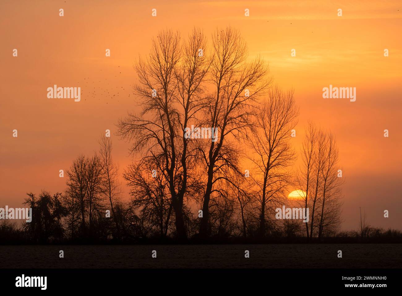 Sunrise, William Finley National Wildlife Refuge, Oregon Foto Stock