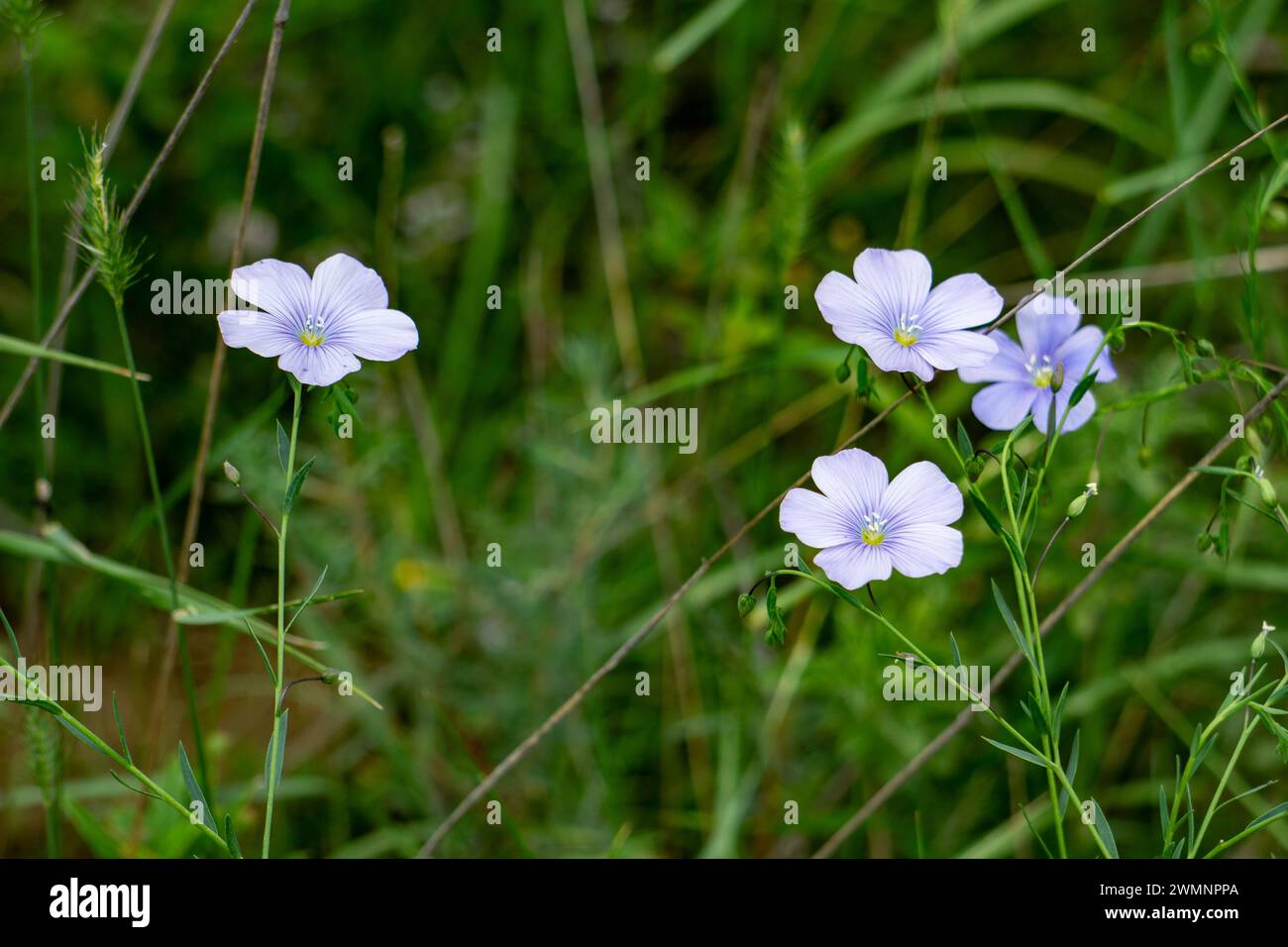 Linum bienne nomi comuni includono Biennial Flax, pale Flax, stretto lino Foto Stock