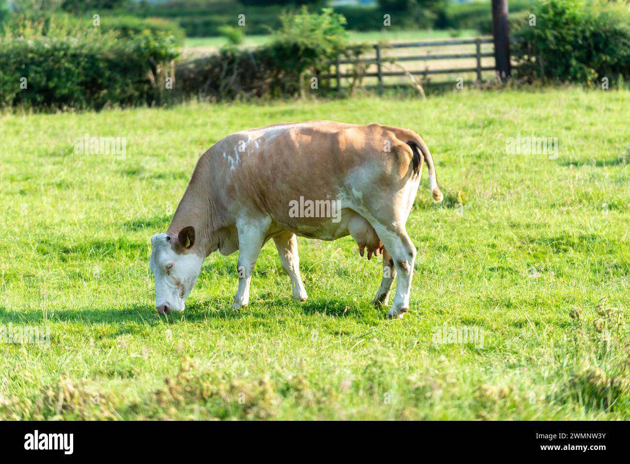 Una mucca a scacchi marrone chiaro e bianca che pascolano al sole su un pascolo verde Foto Stock