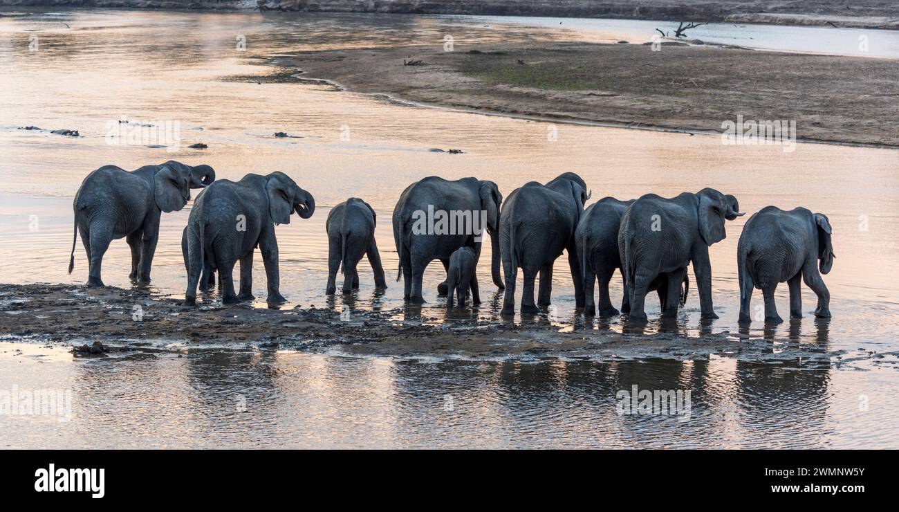Branco di elefanti africani (Loxodonta Africana) che beve al fiume Luangwa al tramonto nel Parco Nazionale Luangwa meridionale in Zambia, Africa meridionale Foto Stock