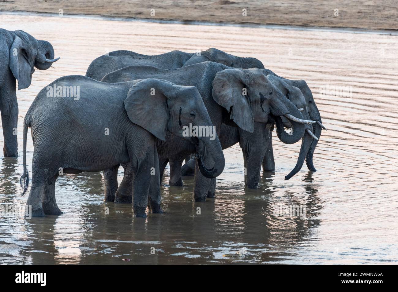 Gruppo di elefanti africani (Loxodonta Africana) che bevono al fiume Luangwa al tramonto nel Parco Nazionale Luangwa meridionale in Zambia, Africa meridionale Foto Stock