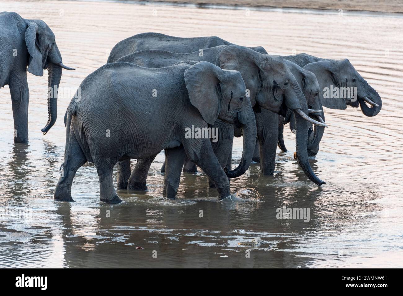 Gruppo di elefanti africani (Loxodonta Africana) che bevono al fiume Luangwa al tramonto nel Parco Nazionale Luangwa meridionale in Zambia, Africa meridionale Foto Stock
