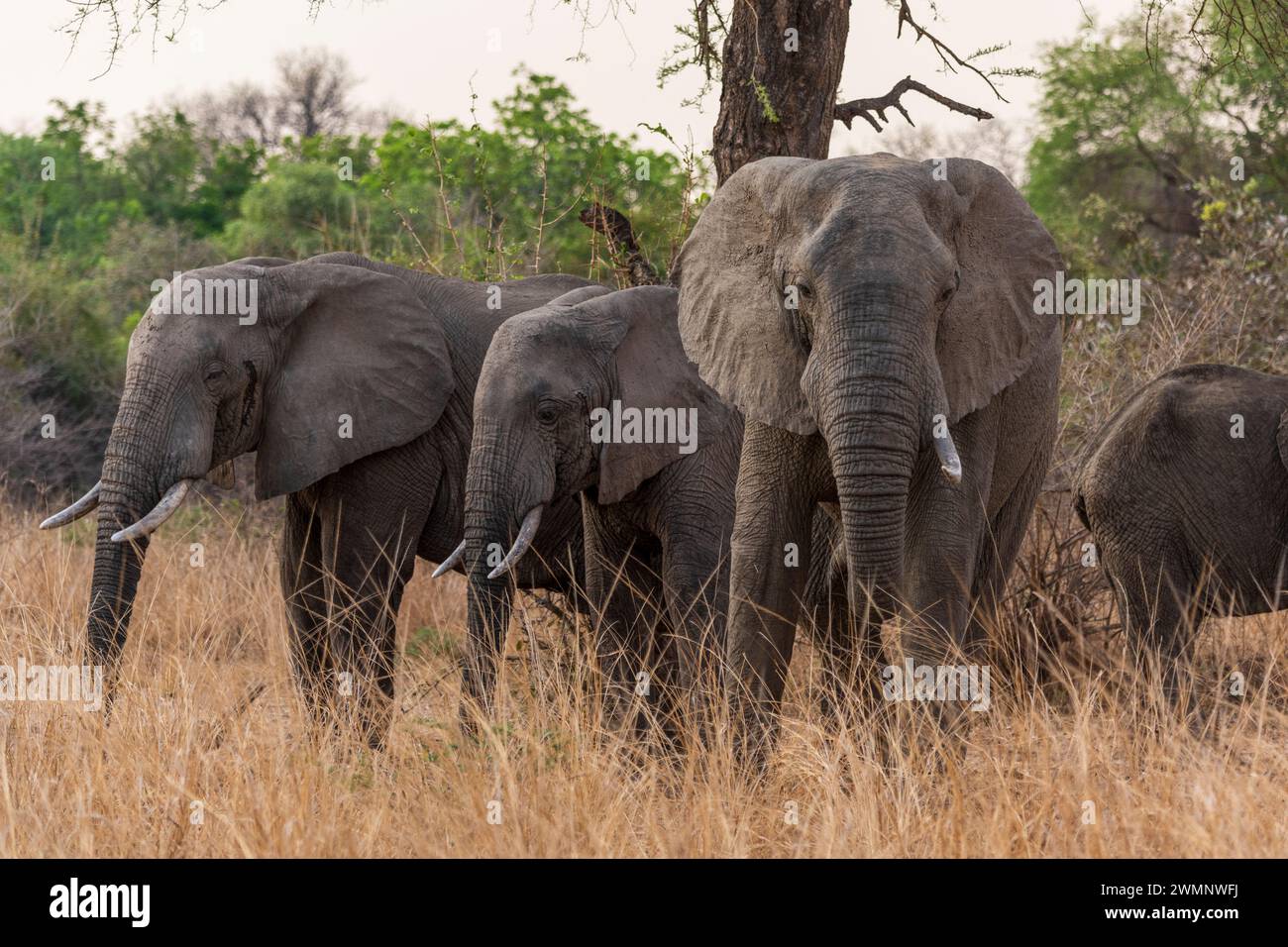 Un gruppo familiare di elefanti africani (Loxodonta Africana) nel South Luangwa National Park in Zambia, Sudafrica Foto Stock