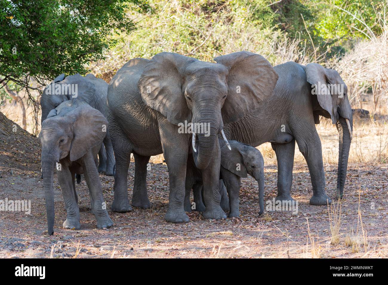 Un gruppo familiare di elefanti africani (Loxodonta Africana) con giovani vitelli nel South Luangwa National Park in Zambia, Sudafrica Foto Stock