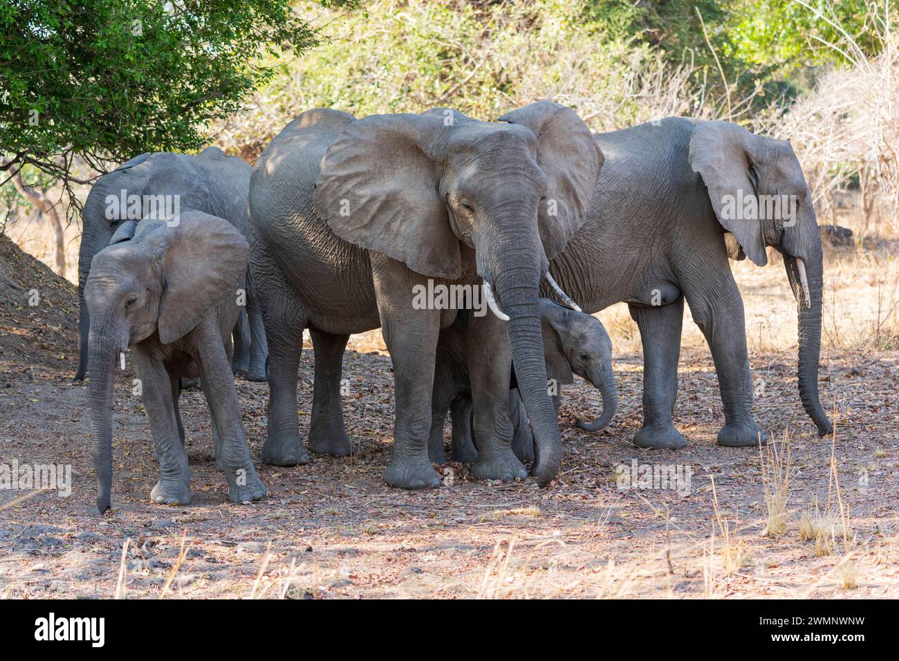 Un gruppo familiare di elefanti africani (Loxodonta Africana) con giovani vitelli nel South Luangwa National Park in Zambia, Sudafrica Foto Stock
