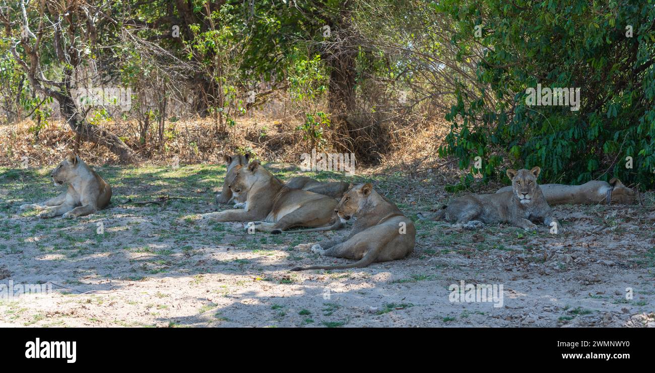 Un gruppo di leoni femminili (Panthera leo) che riposano all'ombra nel South Luangwa National Park in Zambia, nell'Africa meridionale Foto Stock