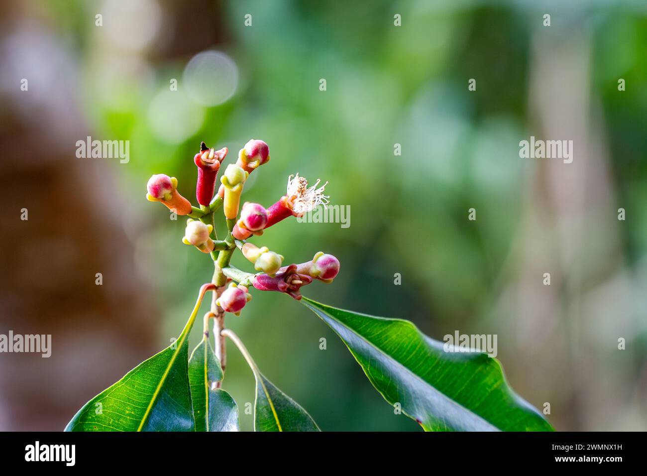 I chiodi di garofano sono i boccioli aromatici di un albero della famiglia Myrtaceae, Syzygium aromaticum fotografato a Zanzibar Foto Stock