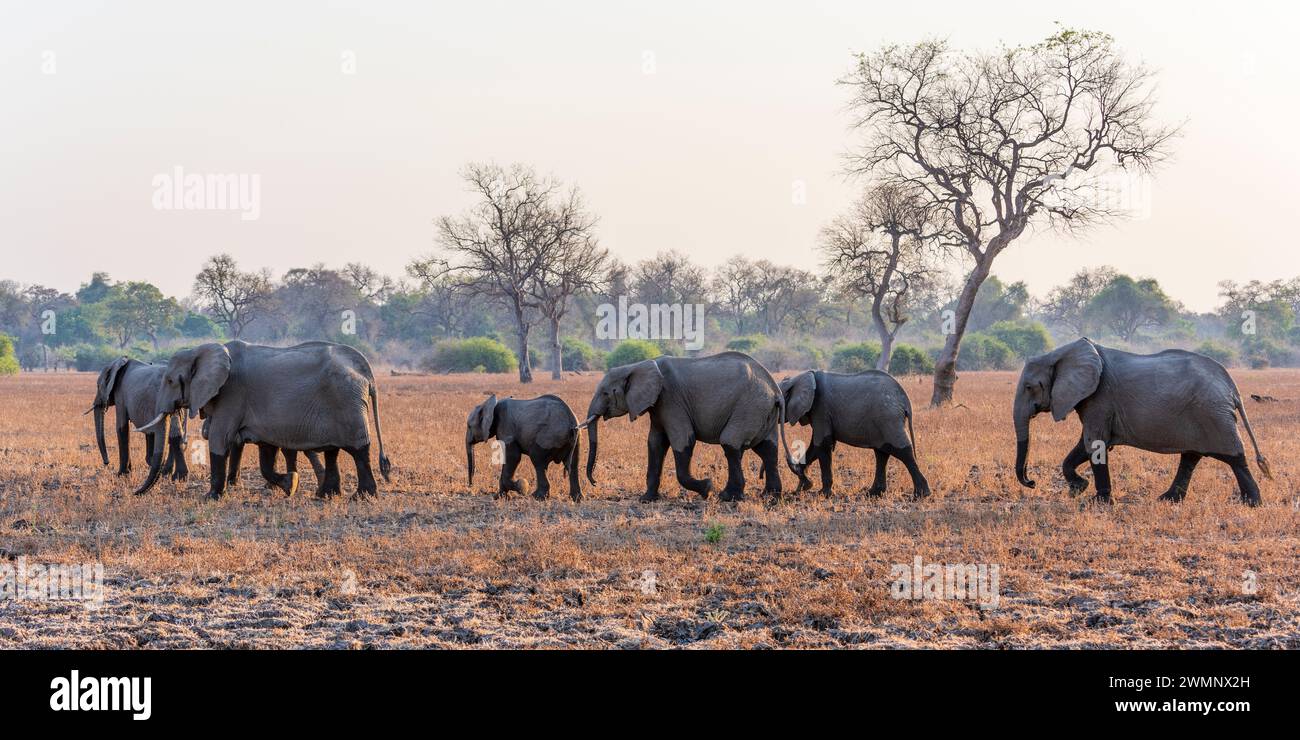 Branco di elefanti africani (Loxodonta Africana) che cammina attraverso le praterie all'alba nel Parco Nazionale del Luangwa meridionale in Zambia, Africa meridionale Foto Stock