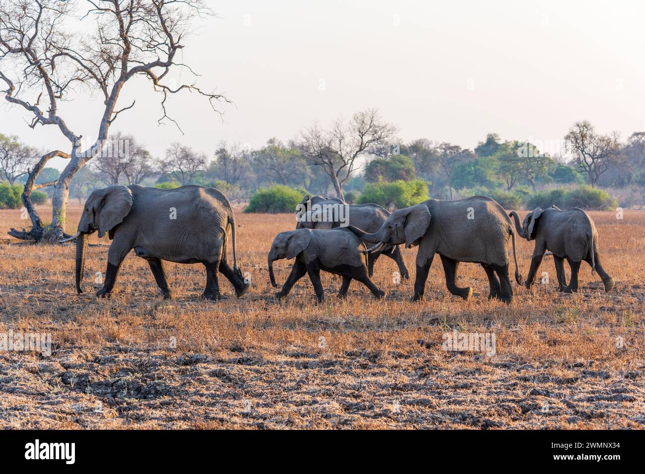 Branco di elefanti africani (Loxodonta Africana) che cammina attraverso le praterie all'alba nel Parco Nazionale del Luangwa meridionale in Zambia, Africa meridionale Foto Stock