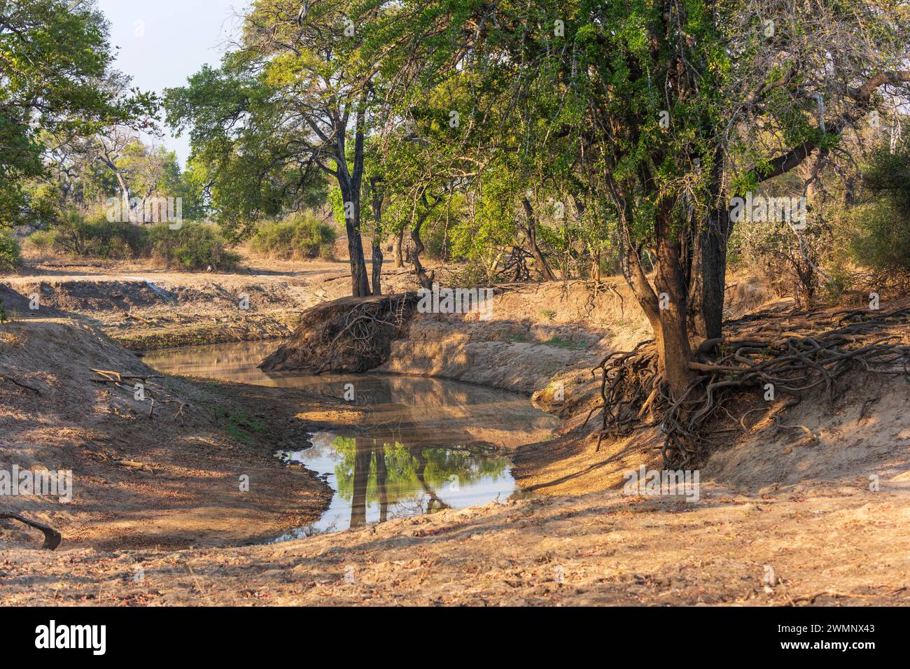 Tipico paesaggio boschivo di savane nella valle del fiume Luangwa nel South Luangwa National Park, settore di Nsefu, in Zambia, Africa meridionale Foto Stock
