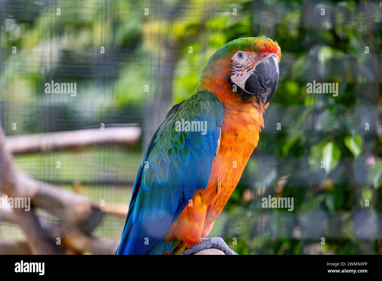 Macaw Parrot fotografato alla riserva naturale Hawai'i Tropical Botanical Garden; Big Island, Hawaii, Foto Stock