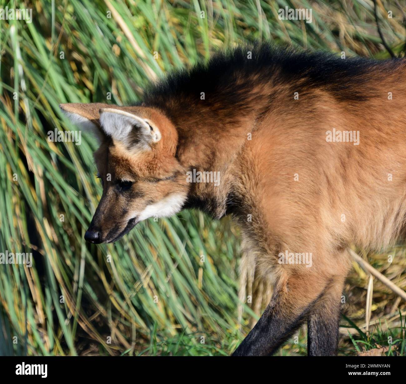 Un lupo mannaro allo zoo di Paignton, Devon. Foto Stock