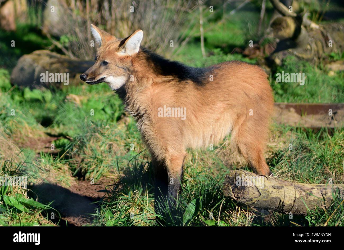 Un lupo mannaro allo zoo di Paignton, Devon. Foto Stock