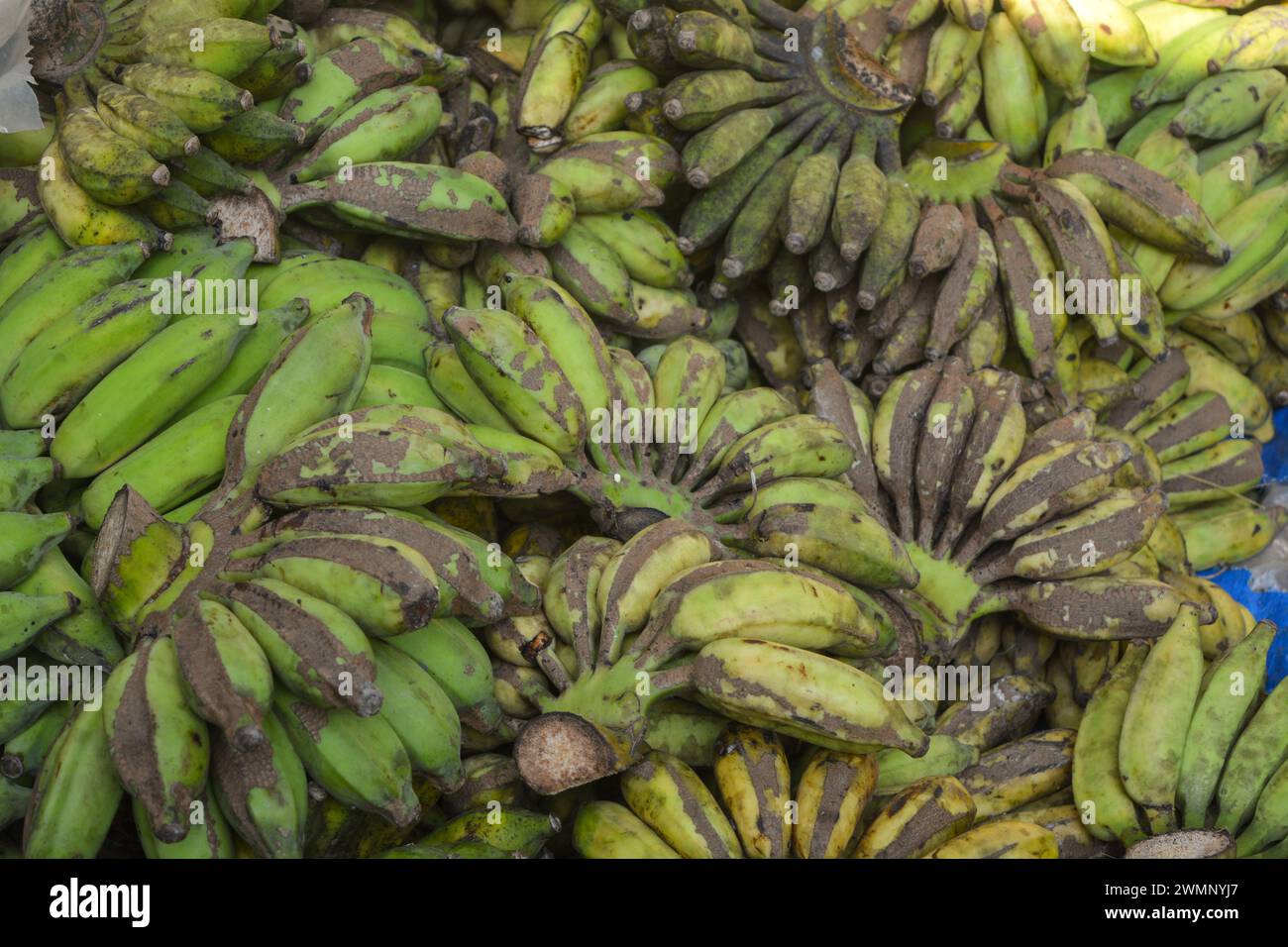 Primo piano di frutta fresca tropicale gialla Foto Stock