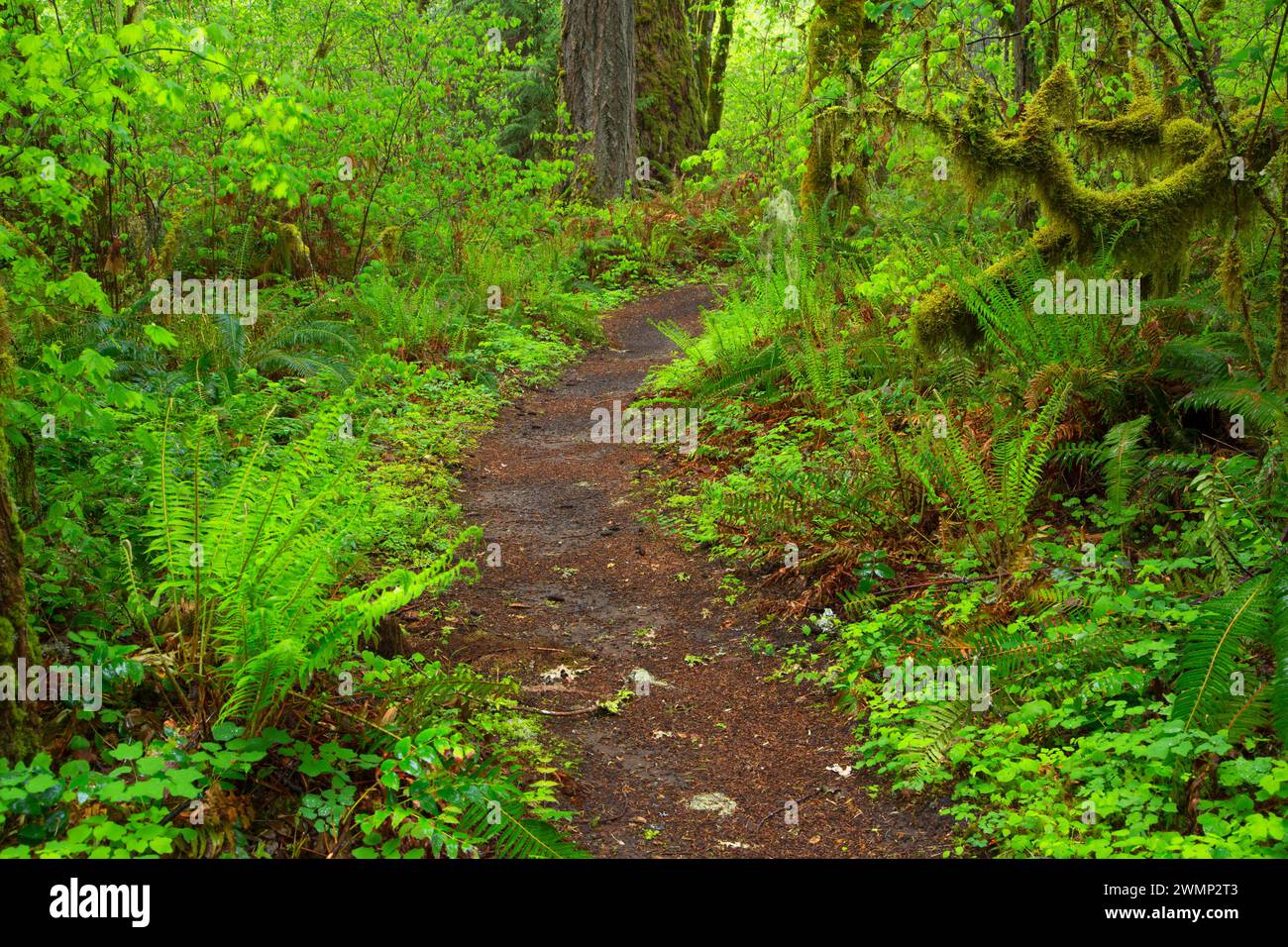 Delta Nature Trail, Willamette National Forest, Oregon Foto Stock