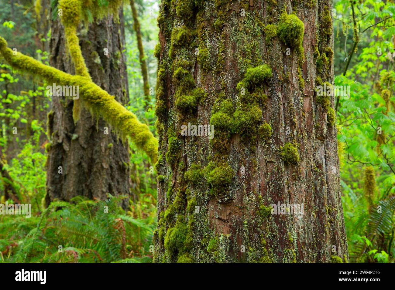 Douglas Fir lungo il Delta Nature Trail, Willamette National Forest, Oregon Foto Stock