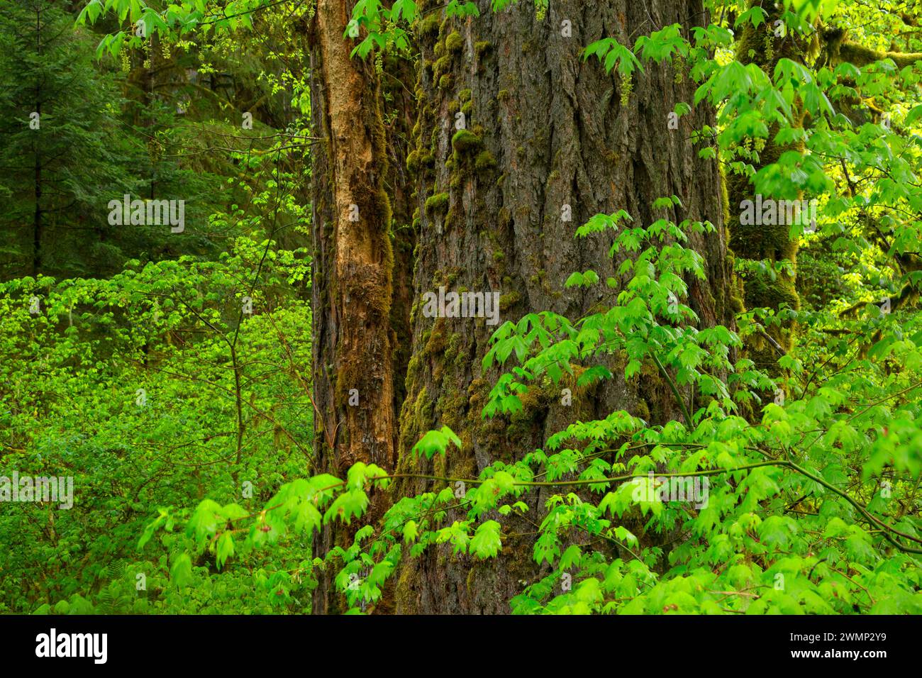 Douglas Fir lungo il Delta Nature Trail, Willamette National Forest, Oregon Foto Stock